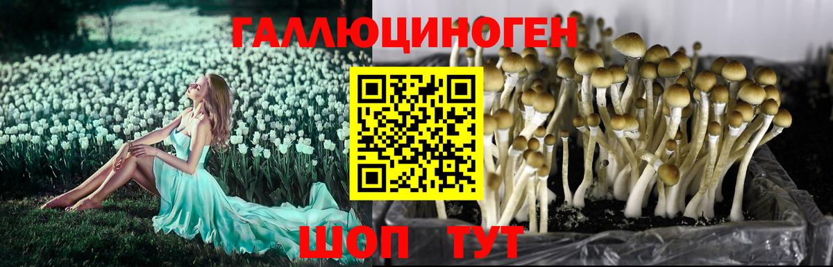 дарнет шоп  Вход с VPN  Галлюциногенные грибы GOLDEN TEACHER  Саранск  Галлюциногенные грибы Magic Shrooms 